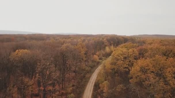 Aerial View Road Autumn Forest — Stock Video