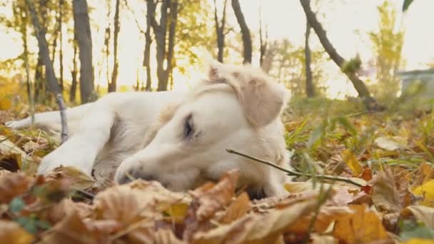 Köpek çiftleşmesi Golden Retriever — Stok video