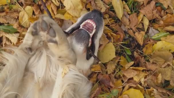 Raça cão golden retriever — Vídeo de Stock