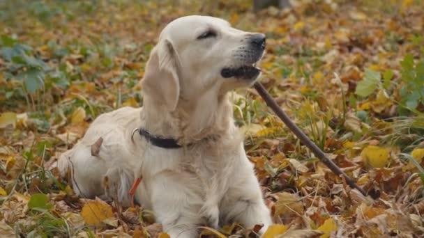 Perro crianza golden retriever — Vídeo de stock