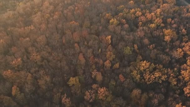 Väg i höstskogen — Stockvideo