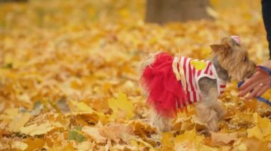 kızla köpek doğurmak Yorkshire korkunç