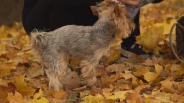 Kız onu köpek Yorkshire terrier doğurmak koyar