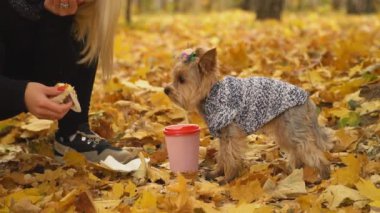 kız köpek doğurmak Yorkshire terrier beslemeleri