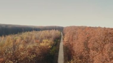 kuş-göz orman toprak yol