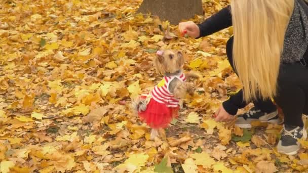 Tjej med en hund rasen Yorkshire Terrier — Stockvideo