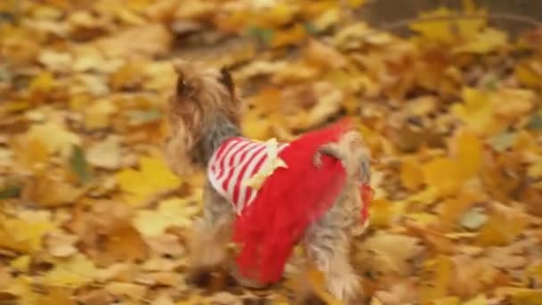 Hund ras yorkshire terrier — Stockvideo