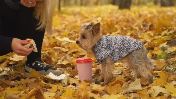 Девочка кормит собаку Йоркширским терьером — стоковое видео