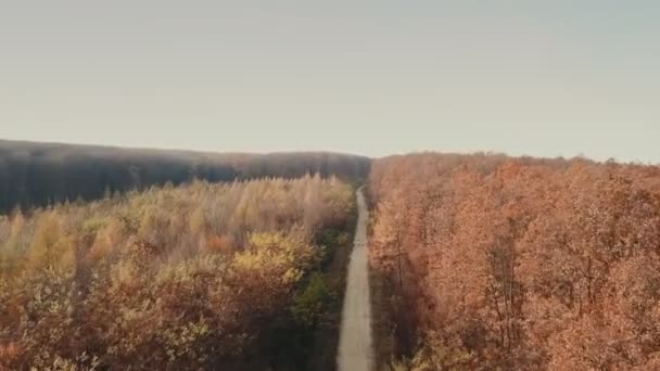 Пташине око лісова брудна дорога — стокове відео