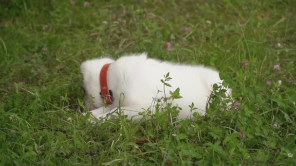 Cachorro da raça Alabai — Vídeo de Stock