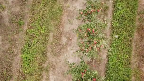 Apfelgarten aus der Vogelperspektive — Stockvideo