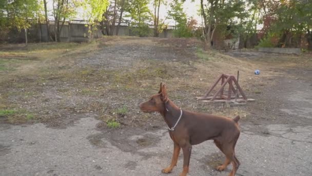 Chien de race Doberman saute et tente d'attraper un jouet — Video