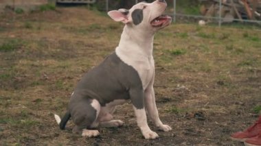 köpek yavrusu stafford sahada oynuyor.