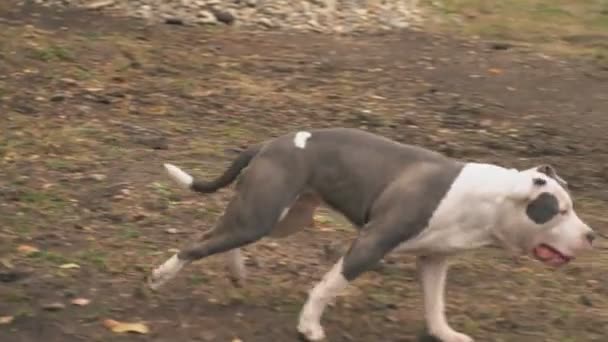 강아지 stafford 법원에 재생 — 비디오