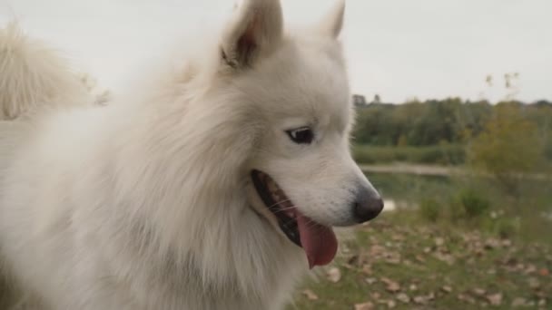 Samoyedo perro en parque — Vídeos de Stock
