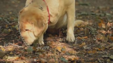 köpek doğurmak labrador altın renk