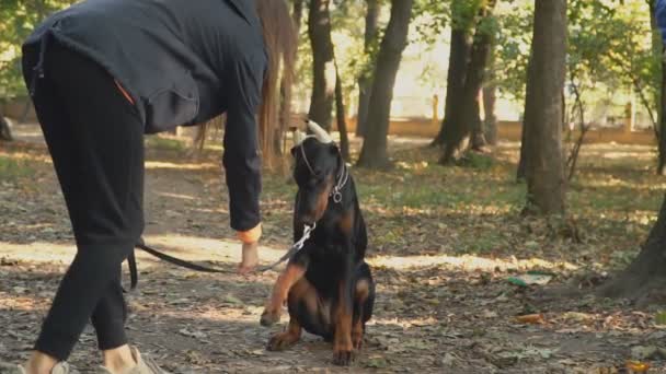 Race de chien Doberman dans le parc — Video