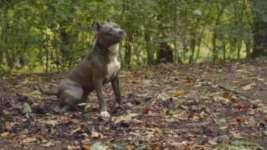 stafford köpek ırkları