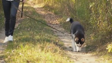 bir köpek ırkı Husky kızla