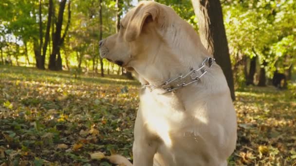 Race de chien Labrador dans le parc — Video