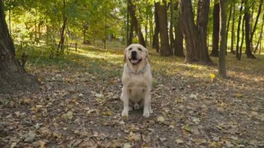 köpek doğurmak Labrador Park