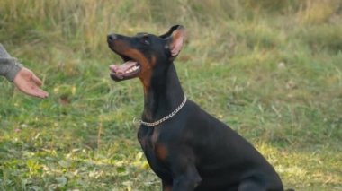 köpek doğurmak Doberman niteliğine