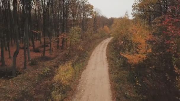 Väg i höstskogen — Stockvideo