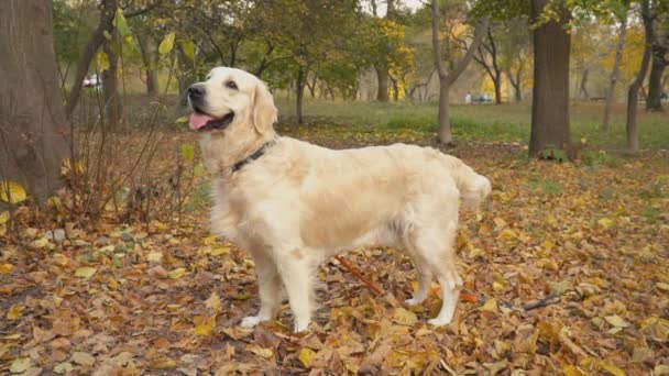 Pies rasy golden retriever — Wideo stockowe