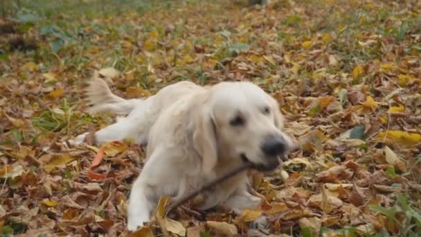 Hund ras golden retriever — Stockvideo