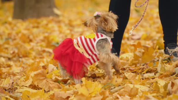 Chica con un perro crianza Yorkshire Terrier — Vídeos de Stock