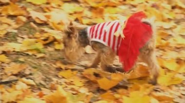 Köpek cinsi Yorkshire Teriyeri