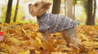 Köpek cinsi Yorkshire Teriyeri