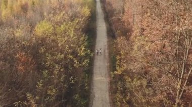 kuş-göz orman toprak yol
