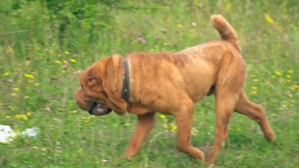 A raça de shar pei — Vídeo de Stock