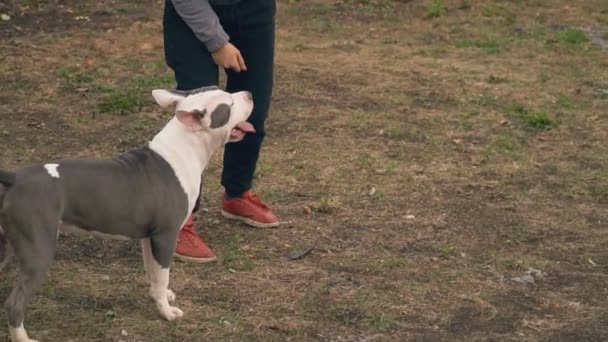 Puppy Stafford bermain di lapangan — Stok Video