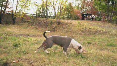 köpek yavrusu stafford sahada oynuyor.