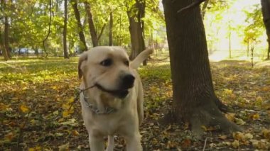 köpek doğurmak Labrador Park