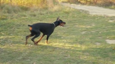 köpek doğurmak Doberman niteliğine