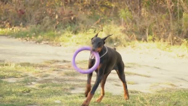 Race de chien Doberman sur la nature — Video