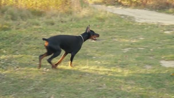 Породы собак Доберман на природе — стоковое видео