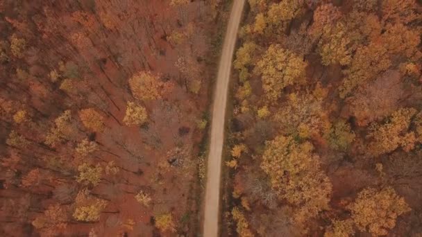 Väg i höstskogen — Stockvideo