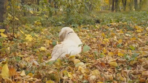 狗是金黄色的猎犬 — 图库视频影像