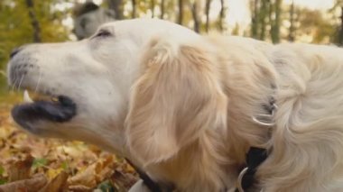 Köpek çiftleşmesi Golden Retriever