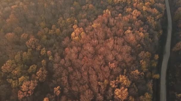 Estrada na floresta de outono — Vídeo de Stock