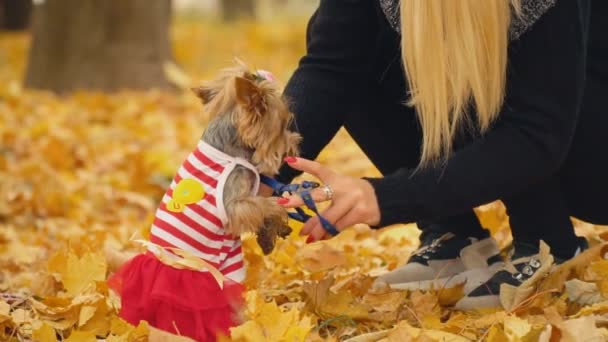 Fille avec un chien race Yorkshire Terrier — Video