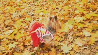 Köpek cinsi Yorkshire Teriyeri