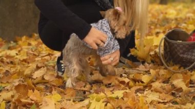 Kız onu köpek Yorkshire terrier doğurmak koyar
