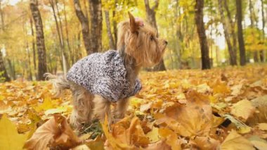 Köpek cinsi Yorkshire Teriyeri