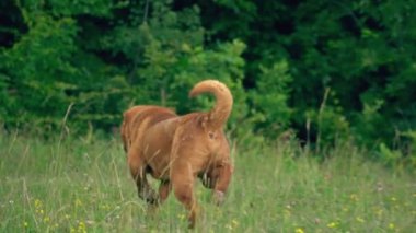 cins shar pei