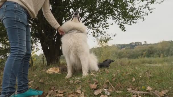 Promenades de chiens de race Samoyed dans le parc 